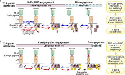 Adapting T Cell Receptor Ligand Discrimination Capability via LAT